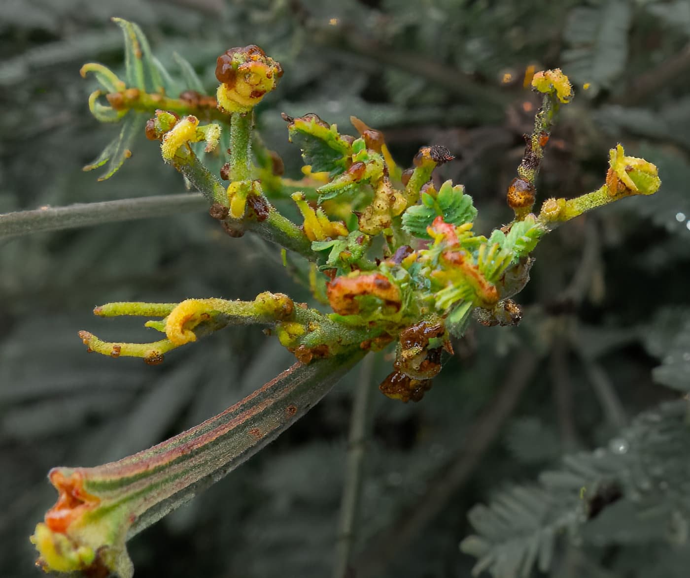 Wattle rust
