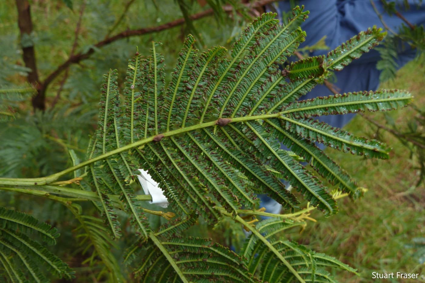Wattle rust caused by Uromycladium acaciae