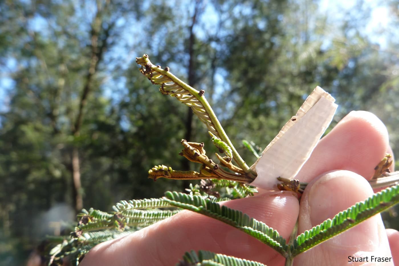 Wattle rust caused by Uromycladium acaciae