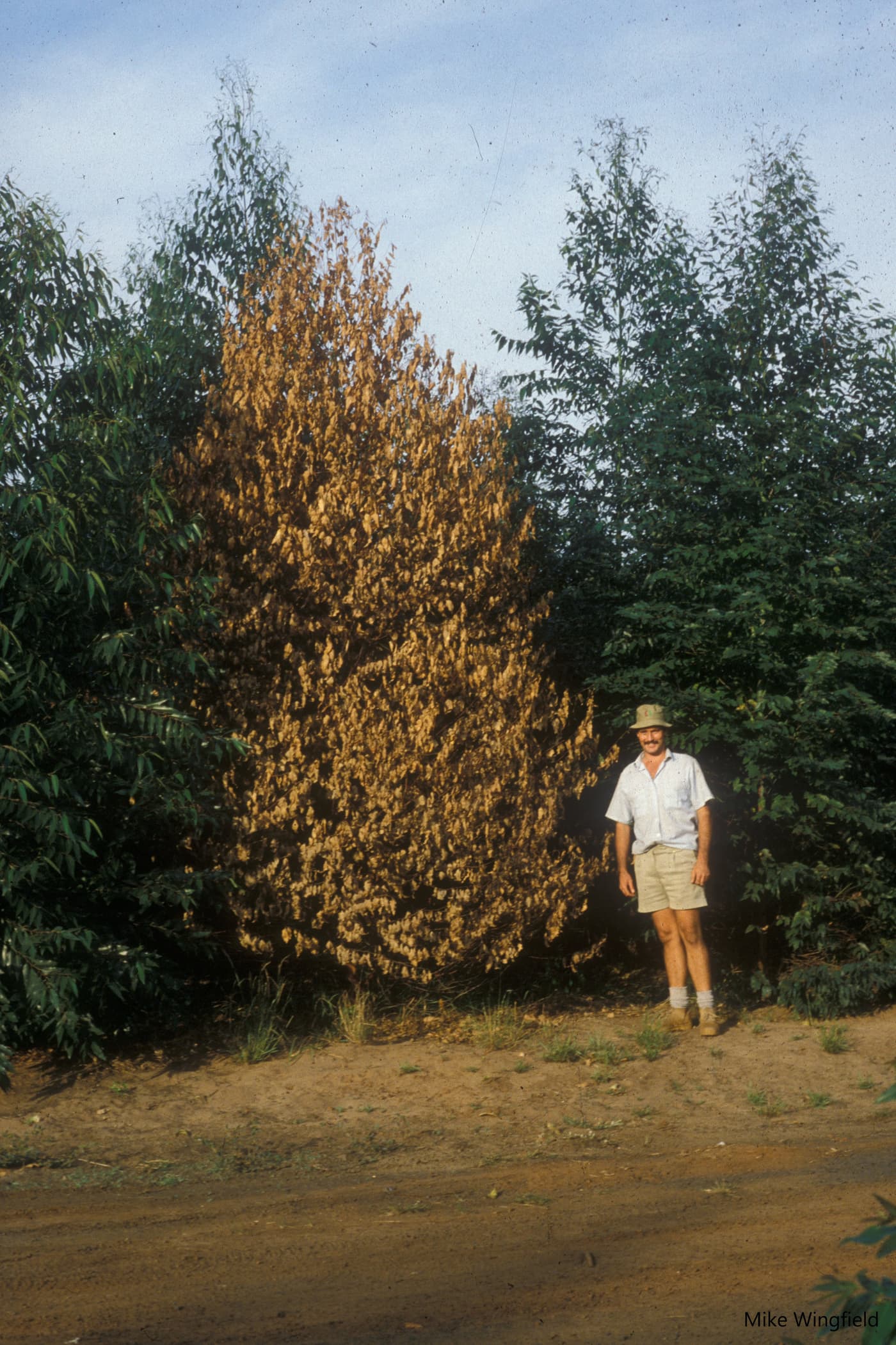 Bruce Abear alongside E. grandis clone girdled at base by Chr. austroafricana . First outbreak in SA