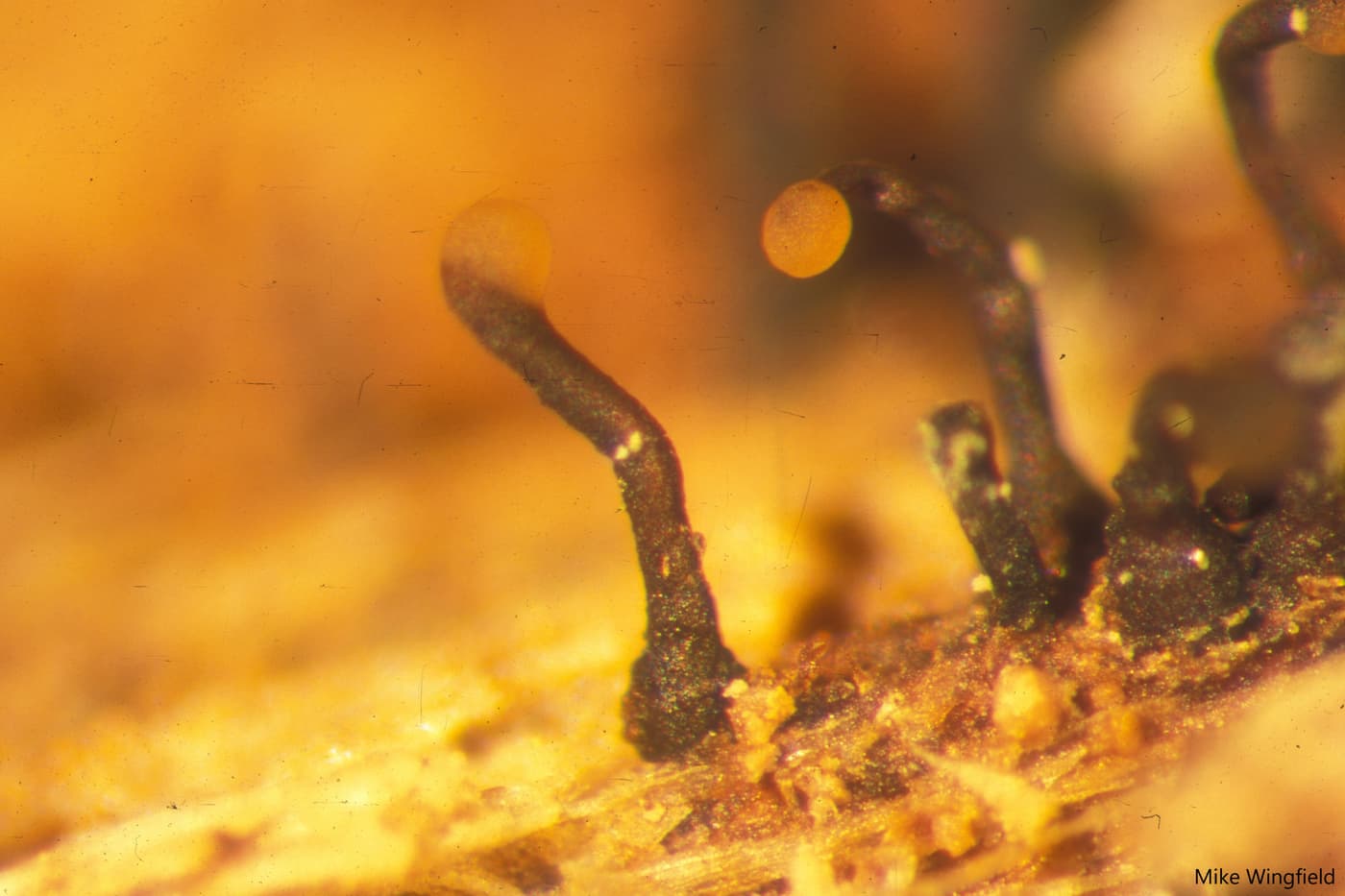Pycnidia and conidial tendrils of Chr. austroafricana
