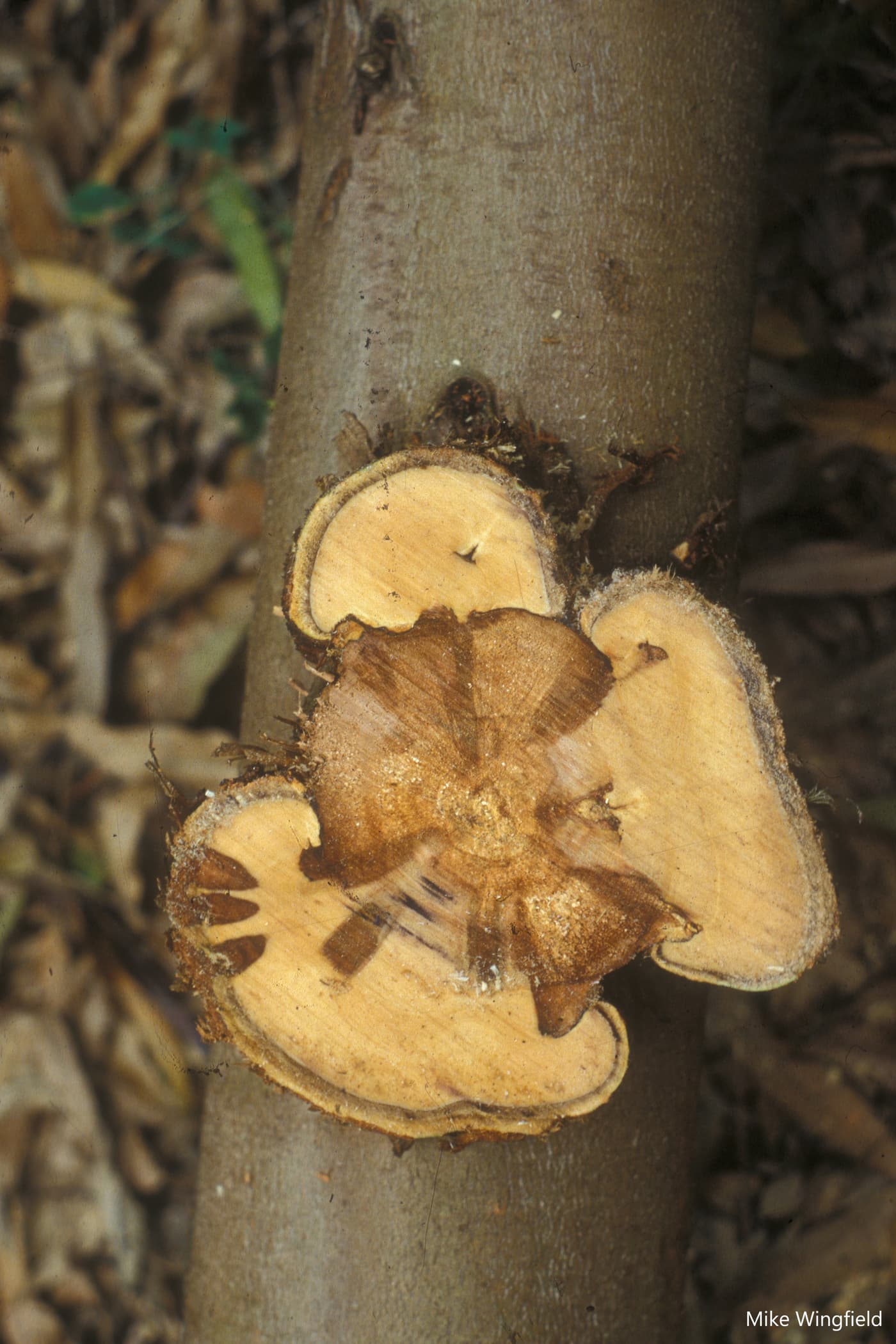 Section through E. grandis clone after inoculation with Chr. austroafricana .