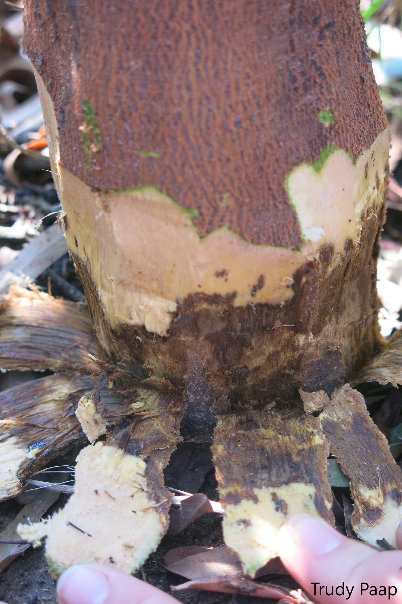 Eucalyptus smithii collar rot