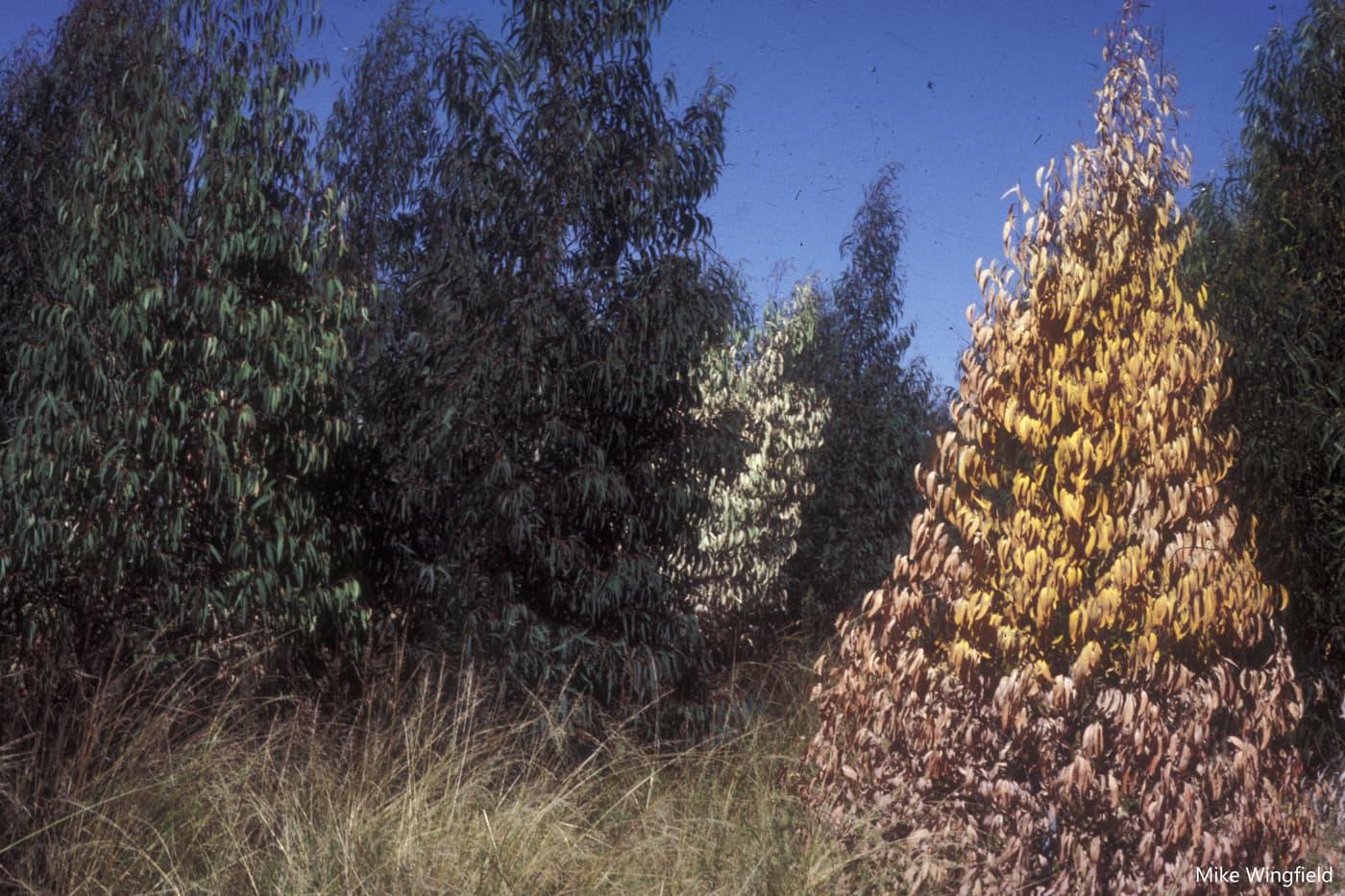 Young Eucalyptus fastigata dying due to infection at base and root by P. cinnamomi