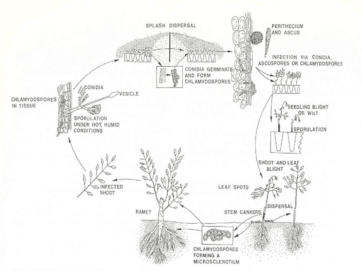 Life cycle of Ca. candelabrum