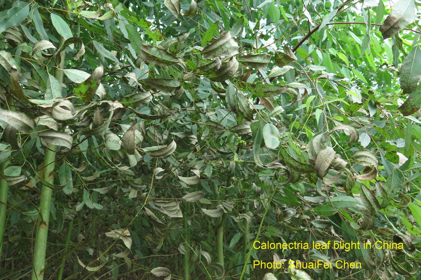 Early infection of E. urophylla x E. grandis hybrid with Calonectria