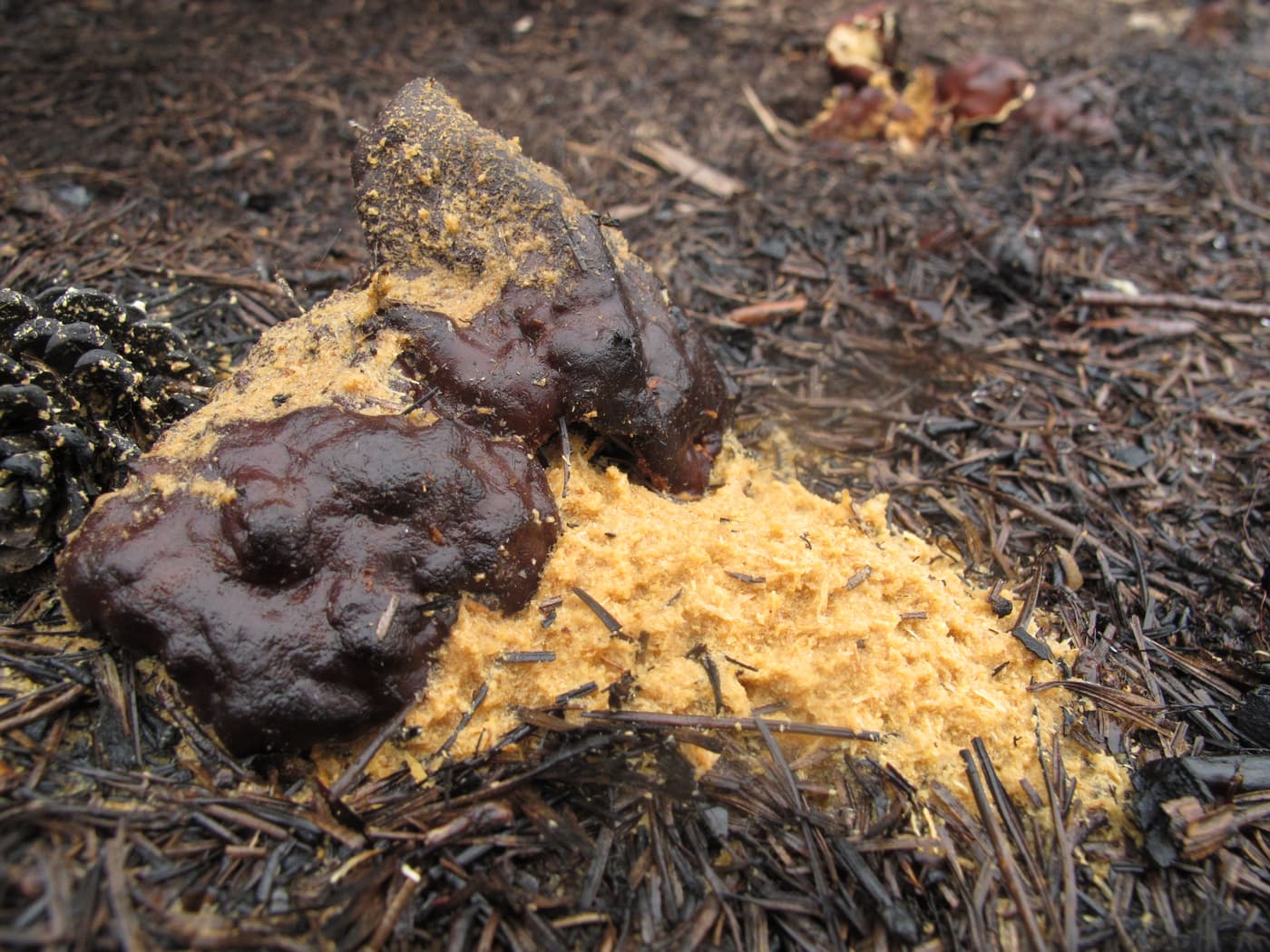 Pine fire fungus, Doughnut fungus / Rhizina undulata