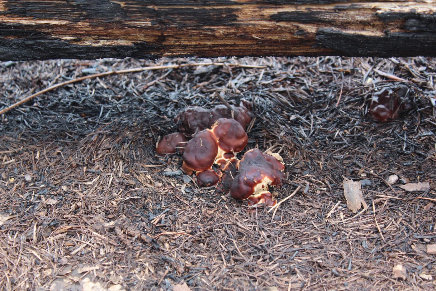 Pine fire fungus, Doughnut fungus / Rhizina undulata