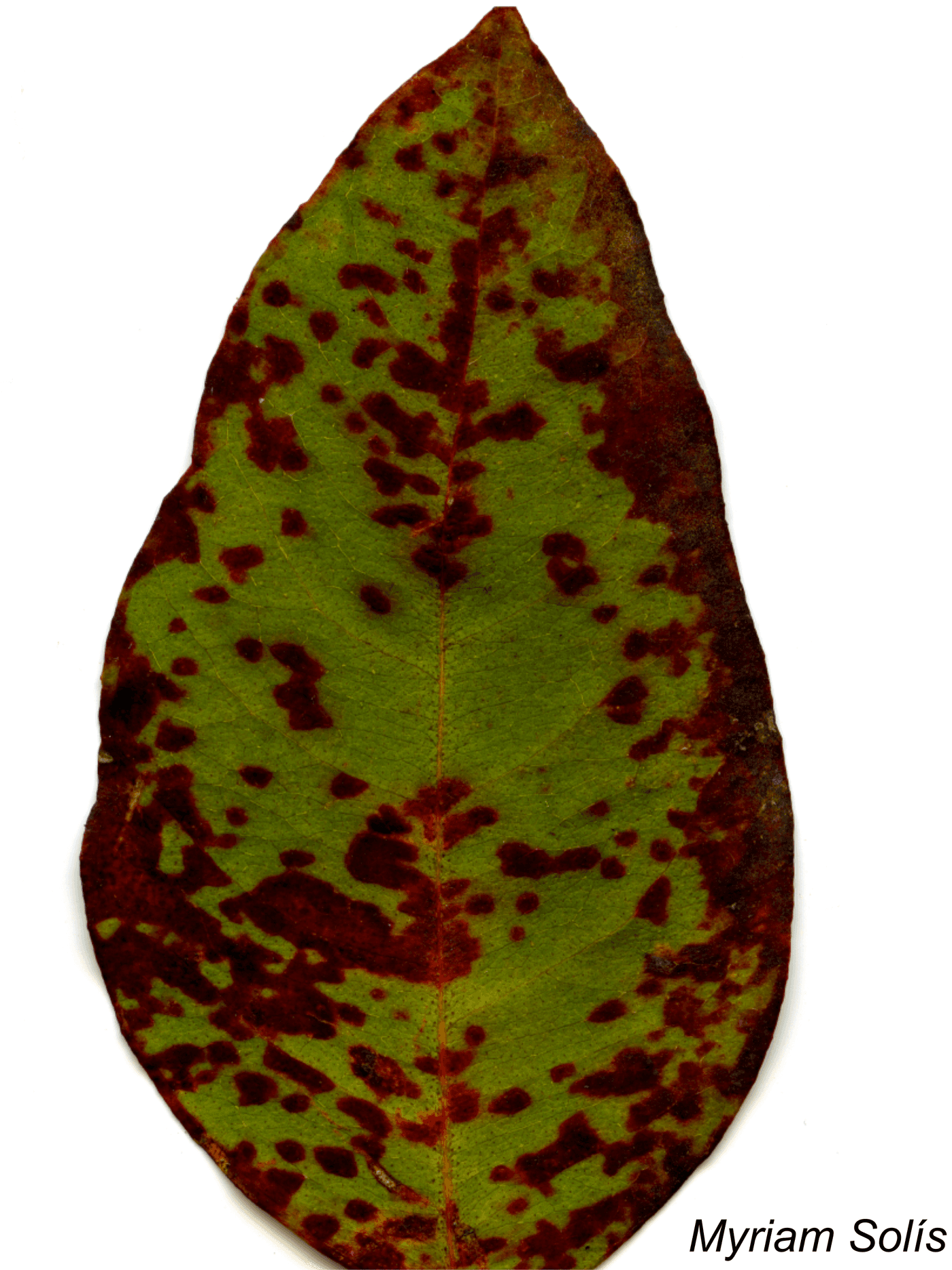 Teratosphaeria leaf Blight