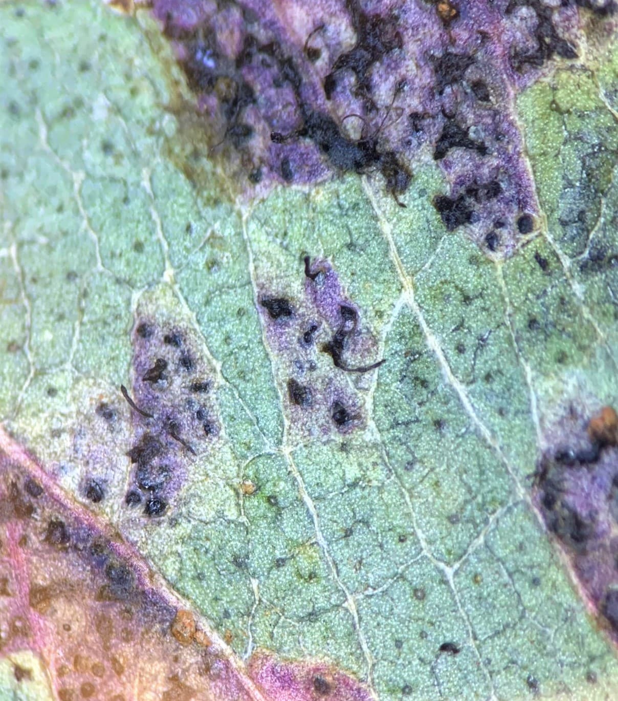 Teratosphaeria leaf Blight