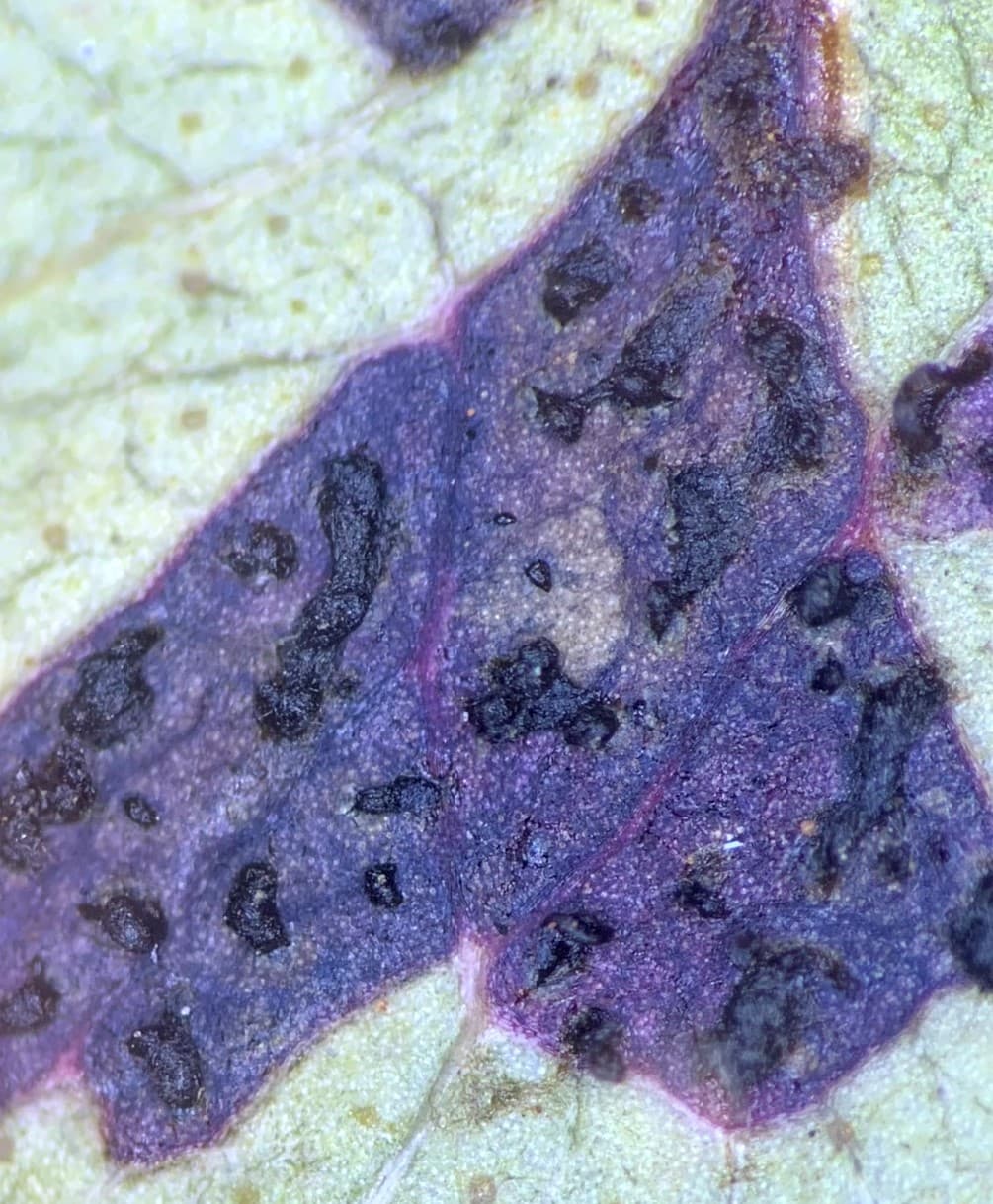 Teratosphaeria leaf Blight