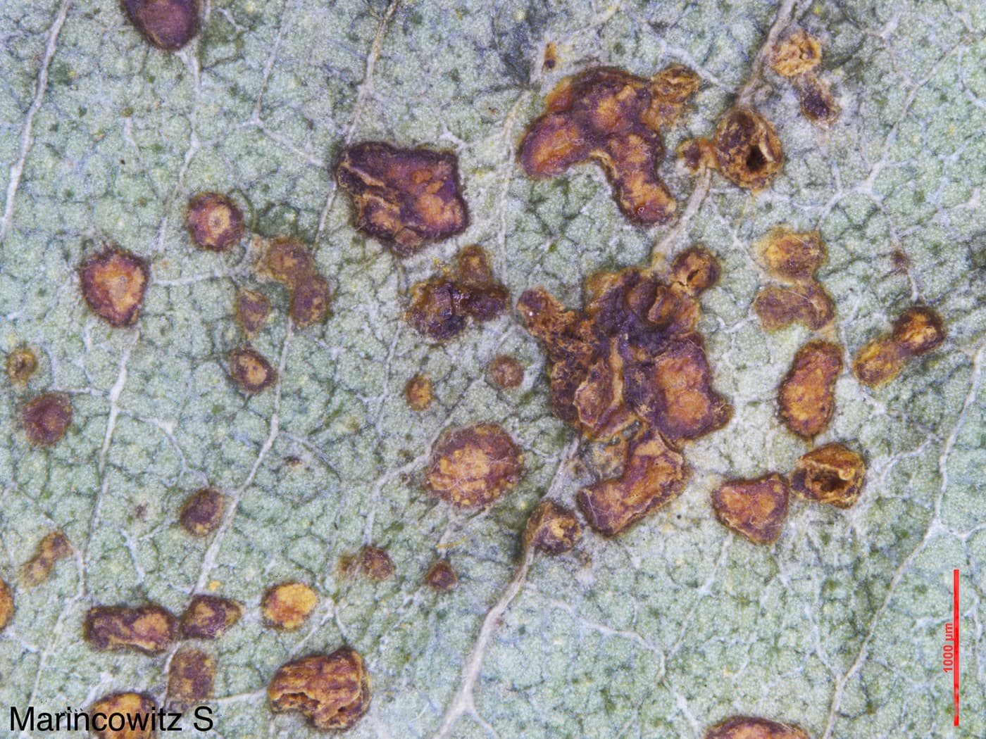 Scab-like wounds when the lesions age