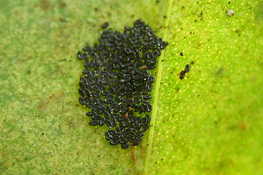 Bronze bug, Winter bronze bug / Thaumastocoris peregrinus