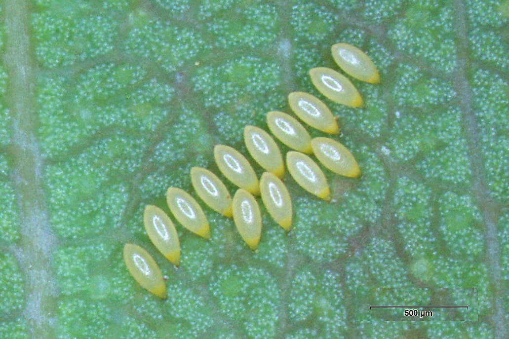 Red gum lerp psyllid / Glycaspis brimblecombei