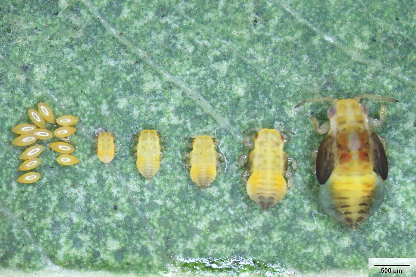 Red gum lerp psyllid / Glycaspis brimblecombei