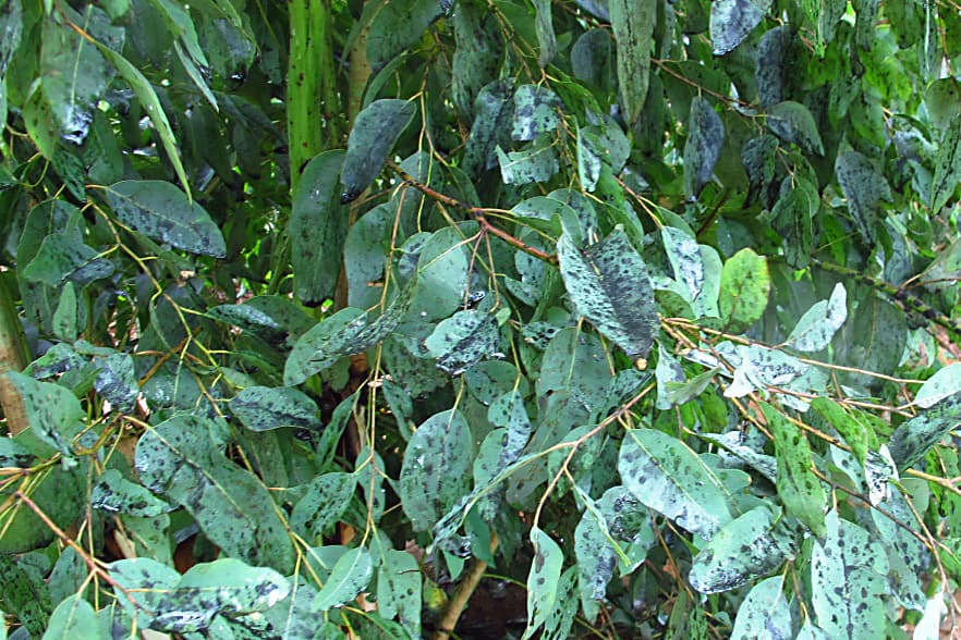 Red gum lerp psyllid / Glycaspis brimblecombei
