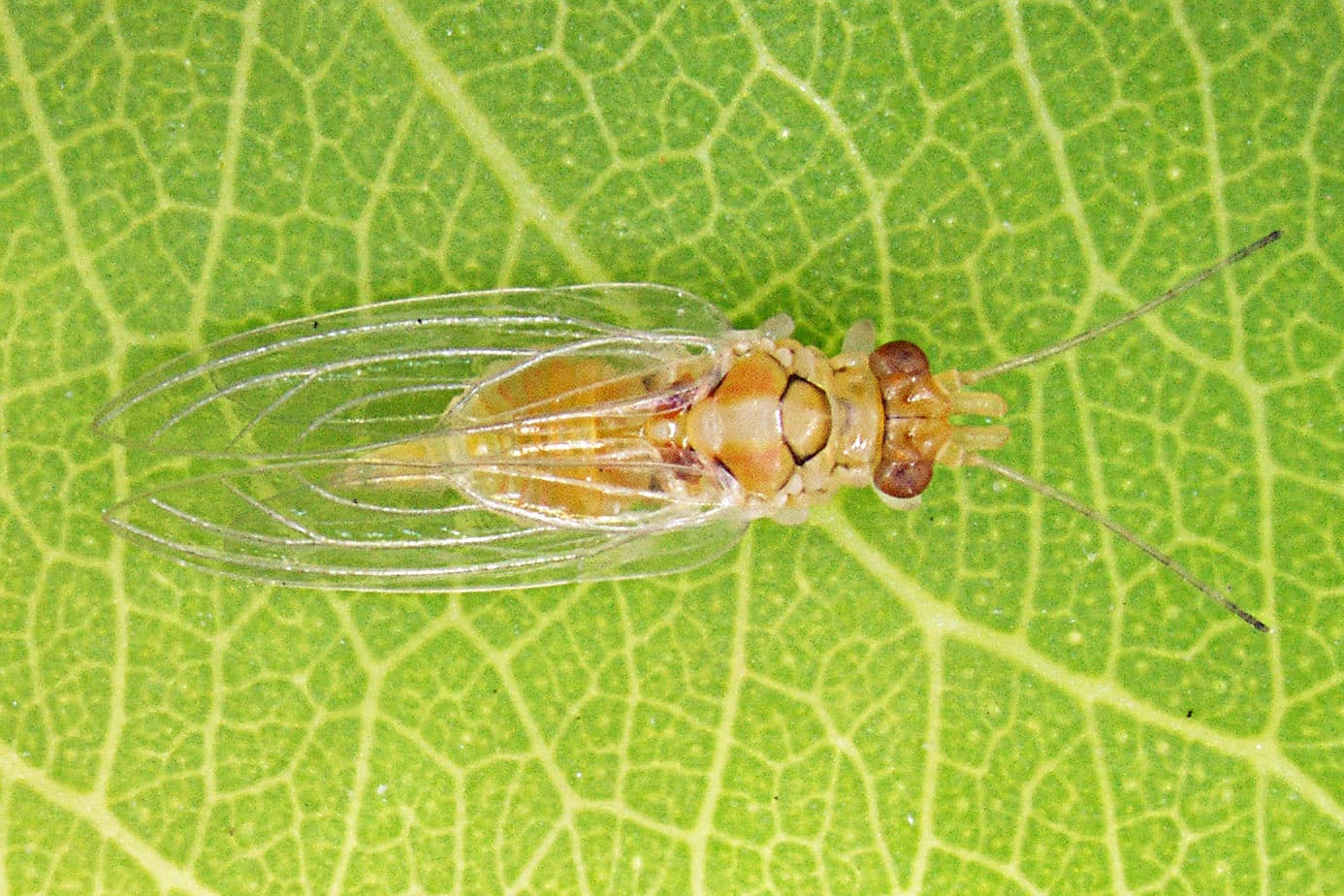 Red gum lerp psyllid / Glycaspis brimblecombei