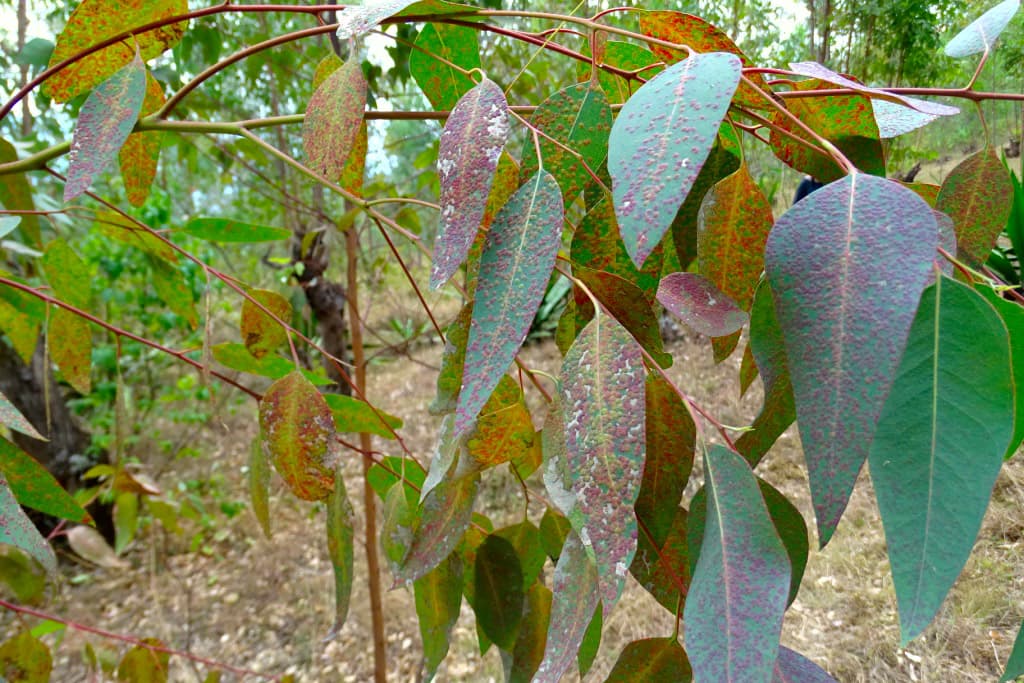 Eucalyptus gall wasp / Ophelimus maskelli