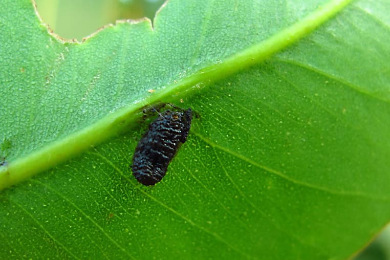 Eucalyptus snout beetle / Gonipterus sp.n.2