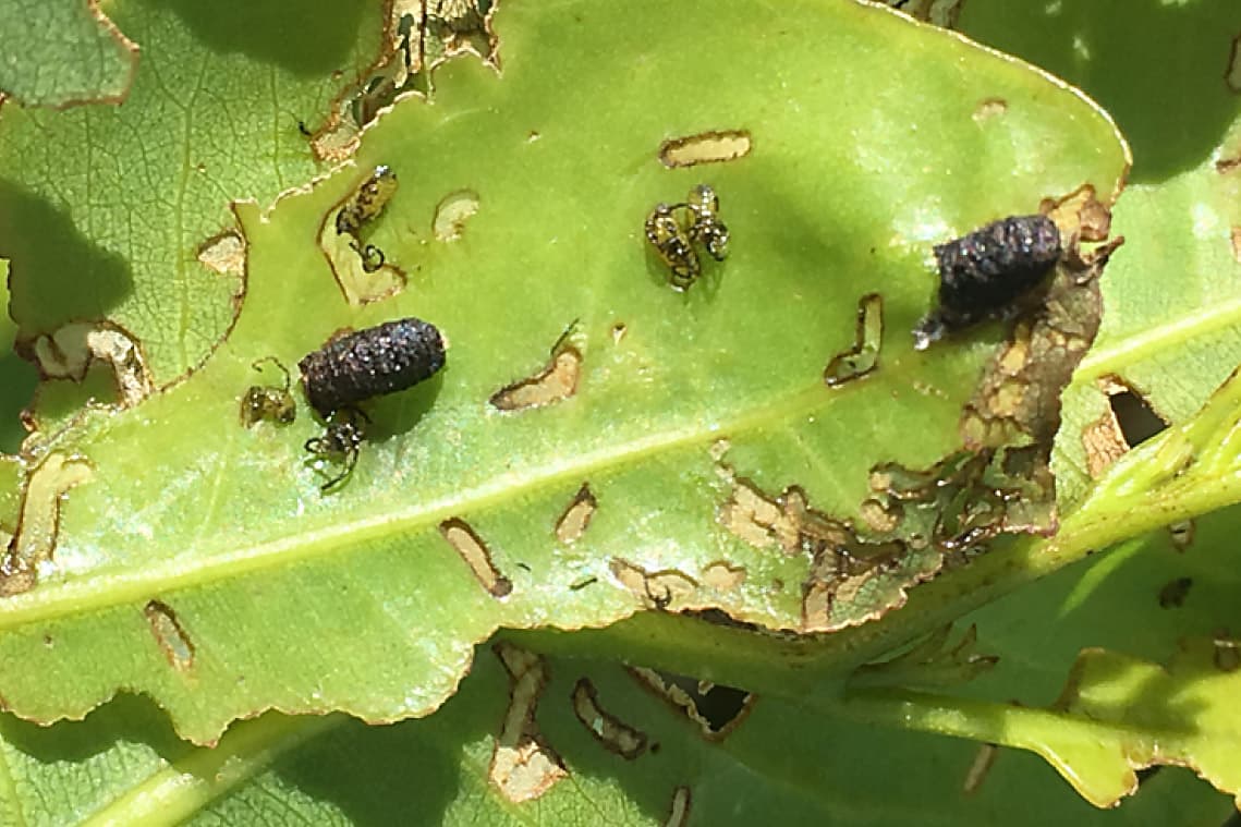 Eucalyptus snout beetle / Gonipterus sp.n.2