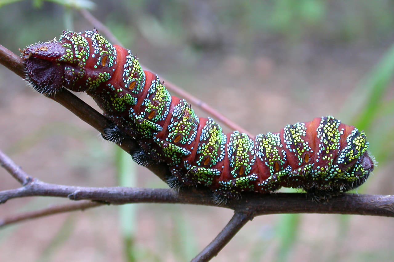 Pine emperor moth