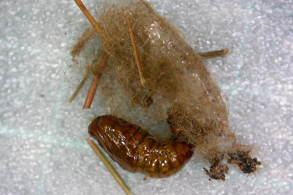 Pine brown tail moth / Euproctis terminalis