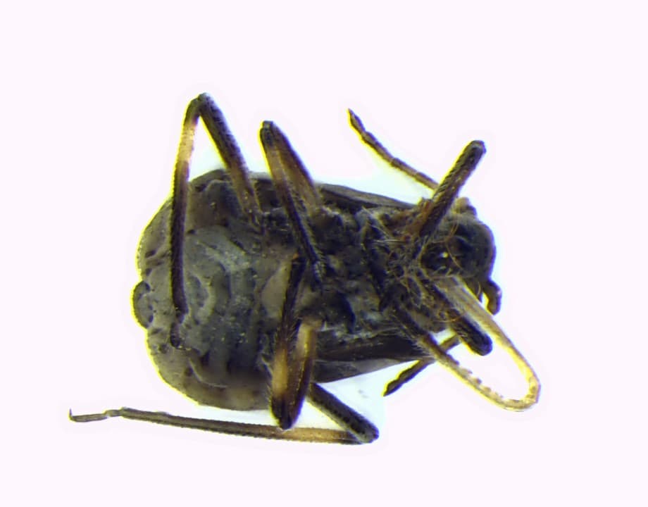 Black Pine Aphid / Cinara cronartii