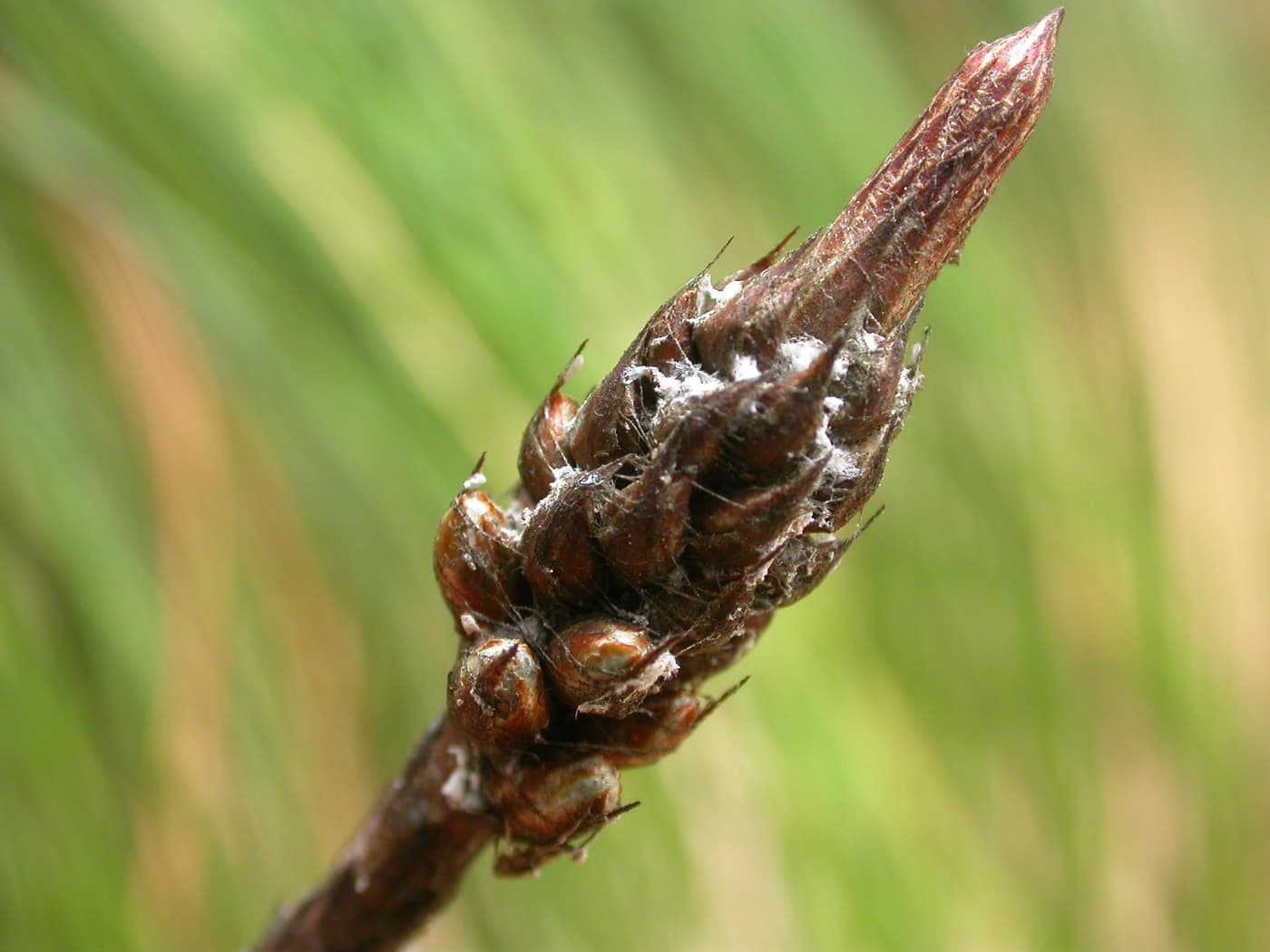 Pine Wooly Aphid / Pineus pini