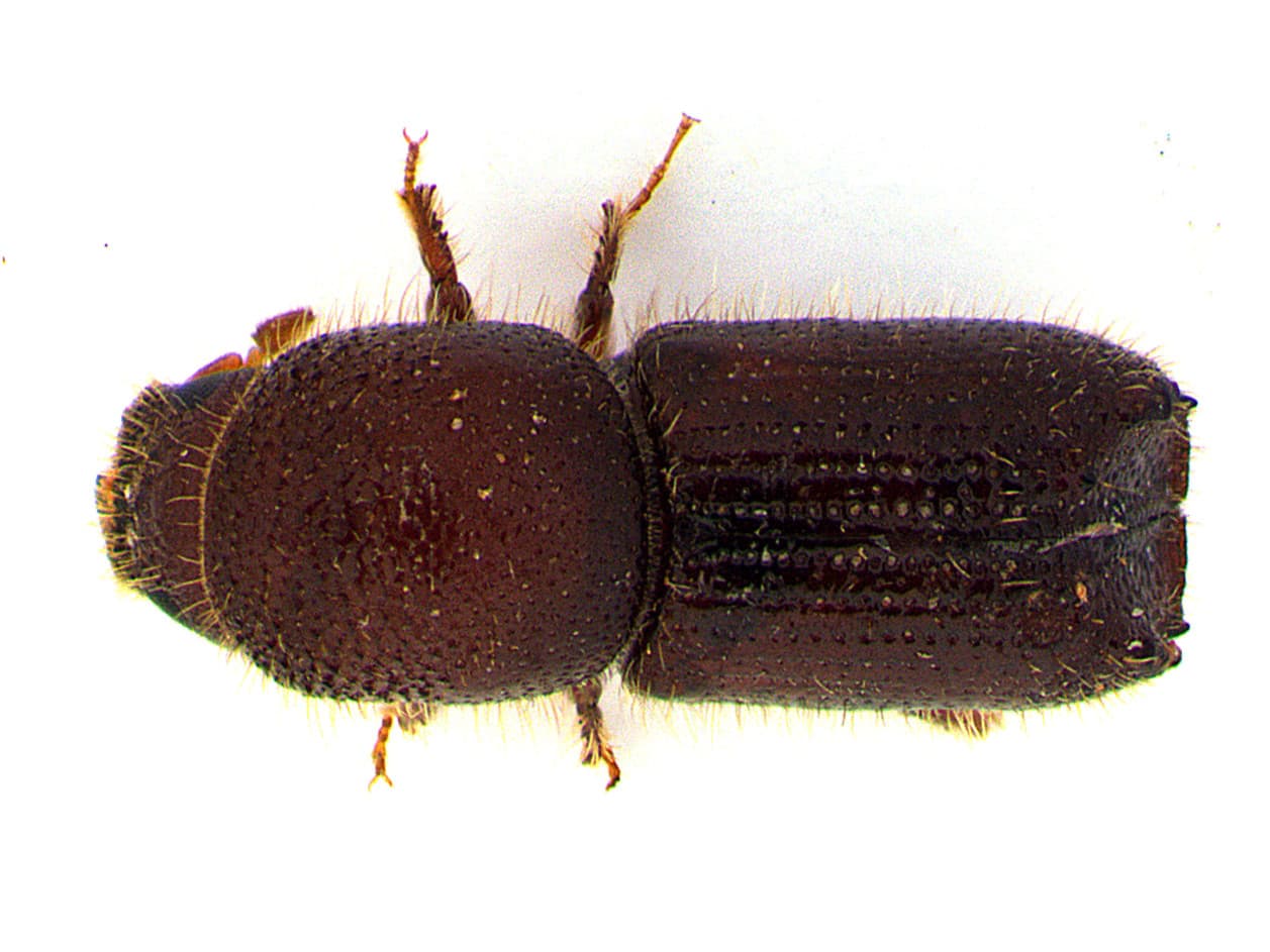 Orthotomicus erosus dorsal view