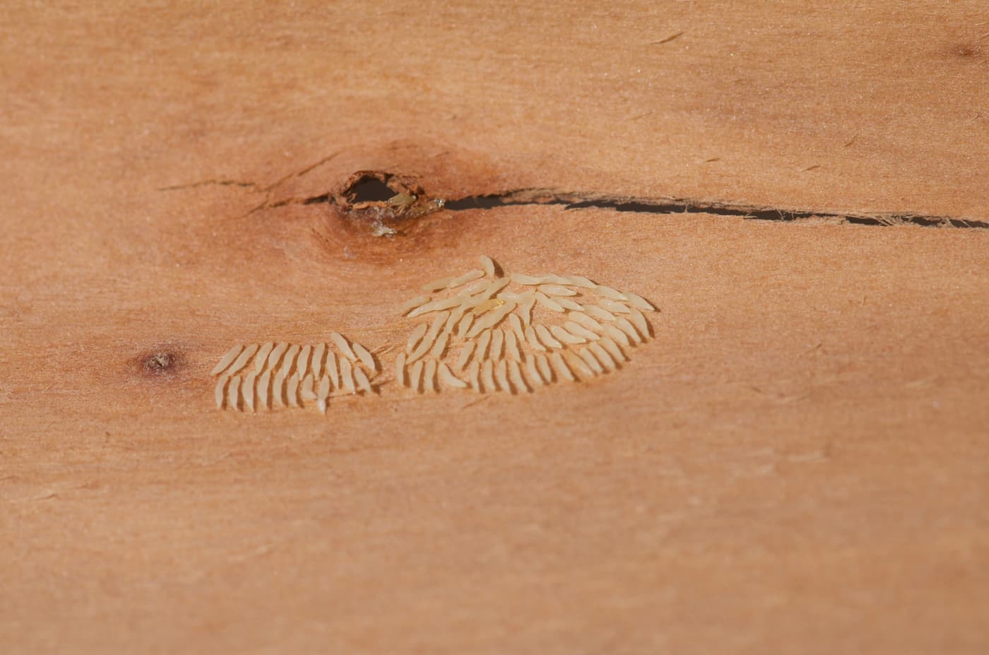 Eggs on the surface of the bark.