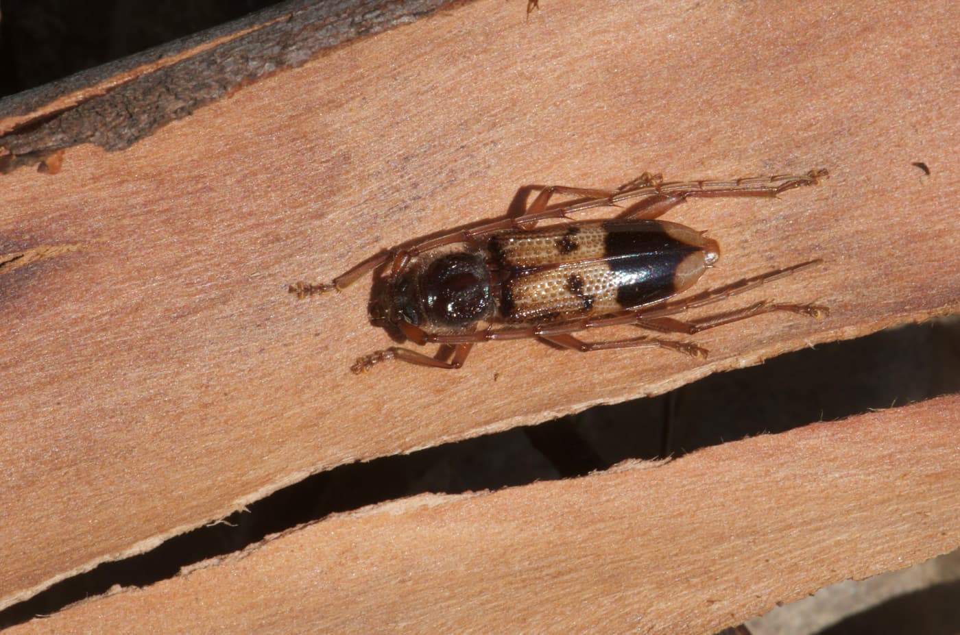 Phoracantha recurva