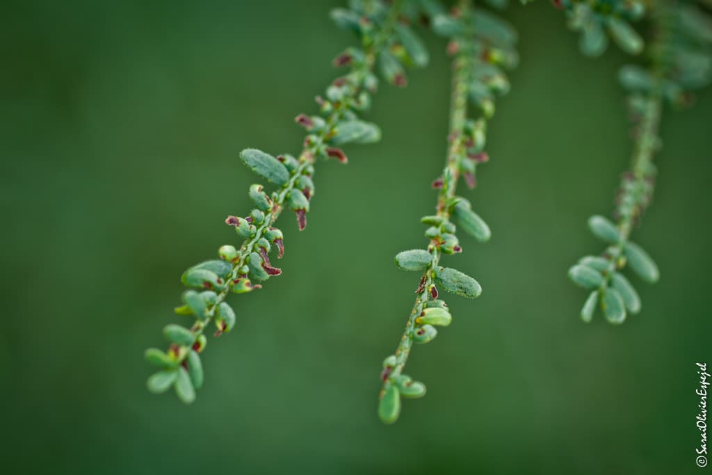 Wattle Mirid / Lygidolon laevigatum