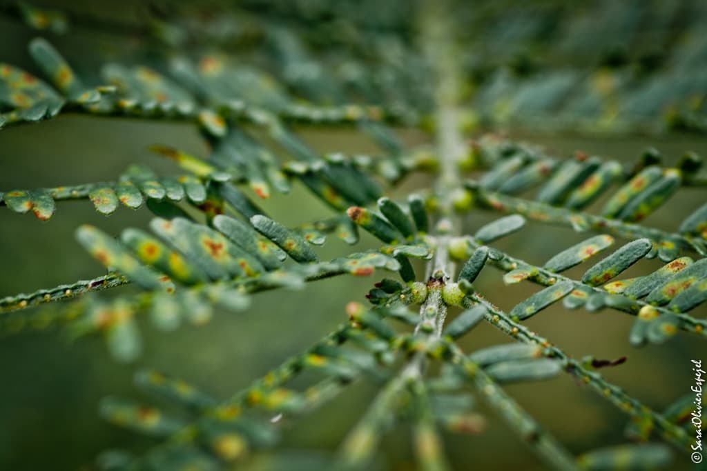 Wattle Mirid / Lygidolon laevigatum