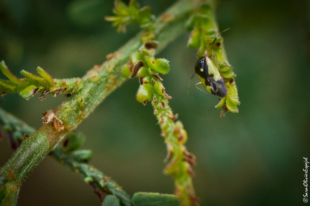 Wattle Mirid / Lygidolon laevigatum