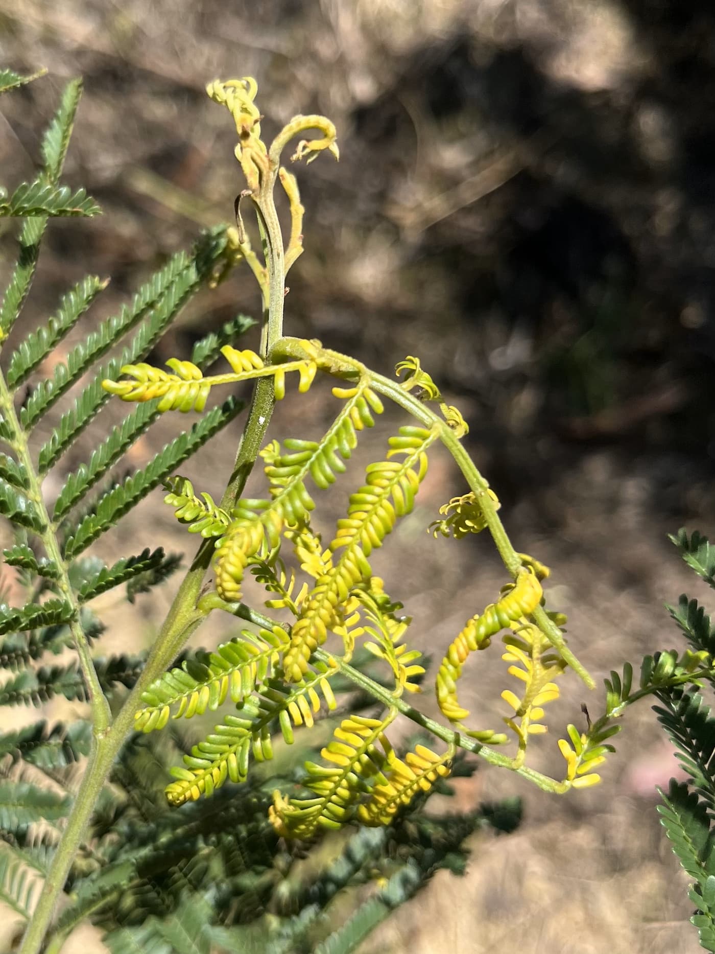 Melanterius seed weevil/ Melanterius inconspicuus
