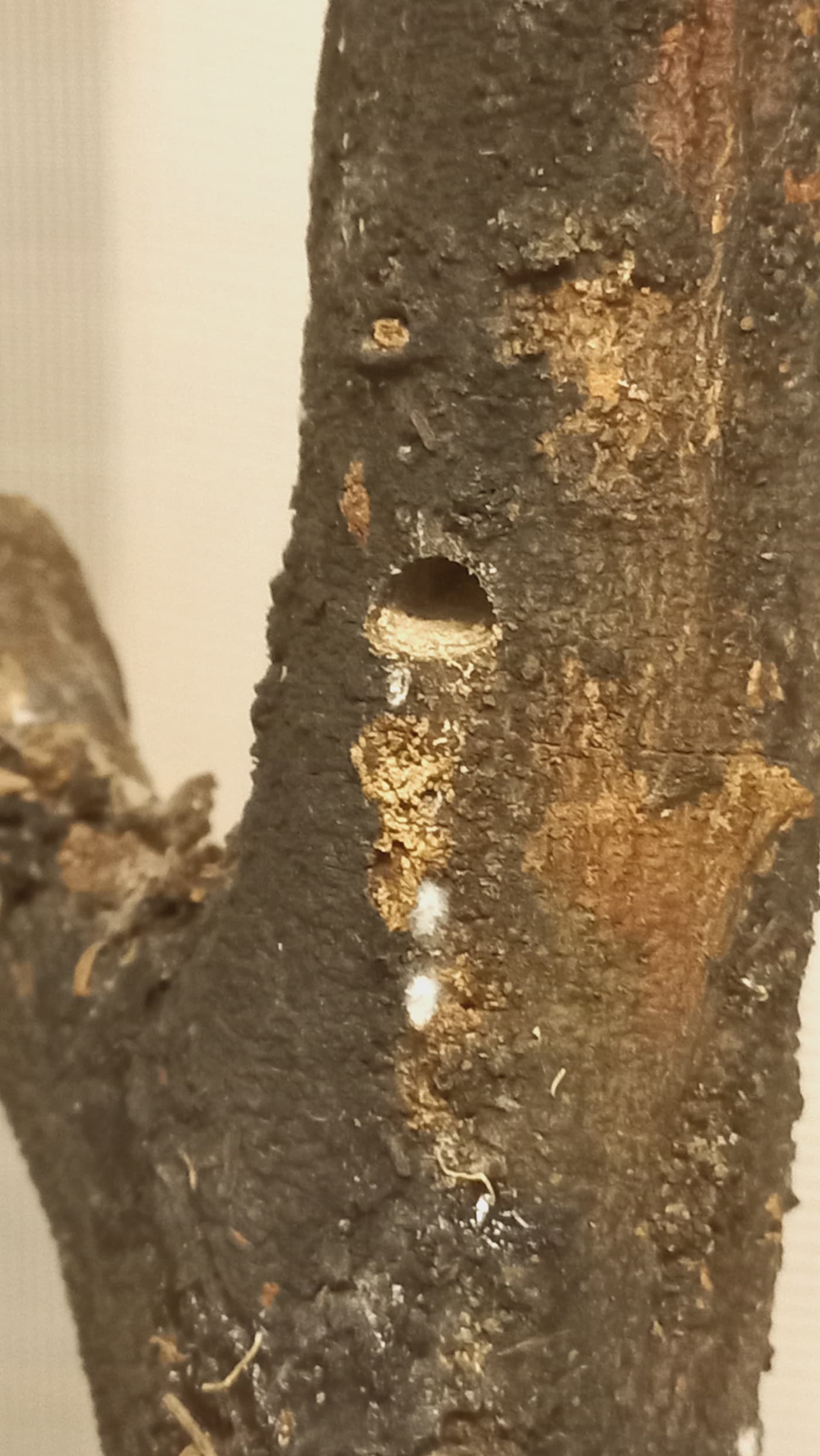 D-shaped emergence hole