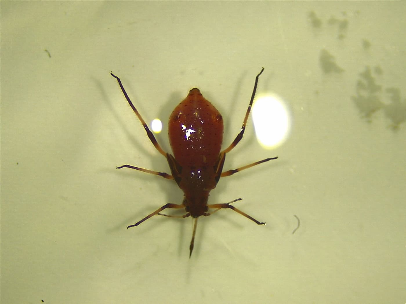 Wingless adult 2