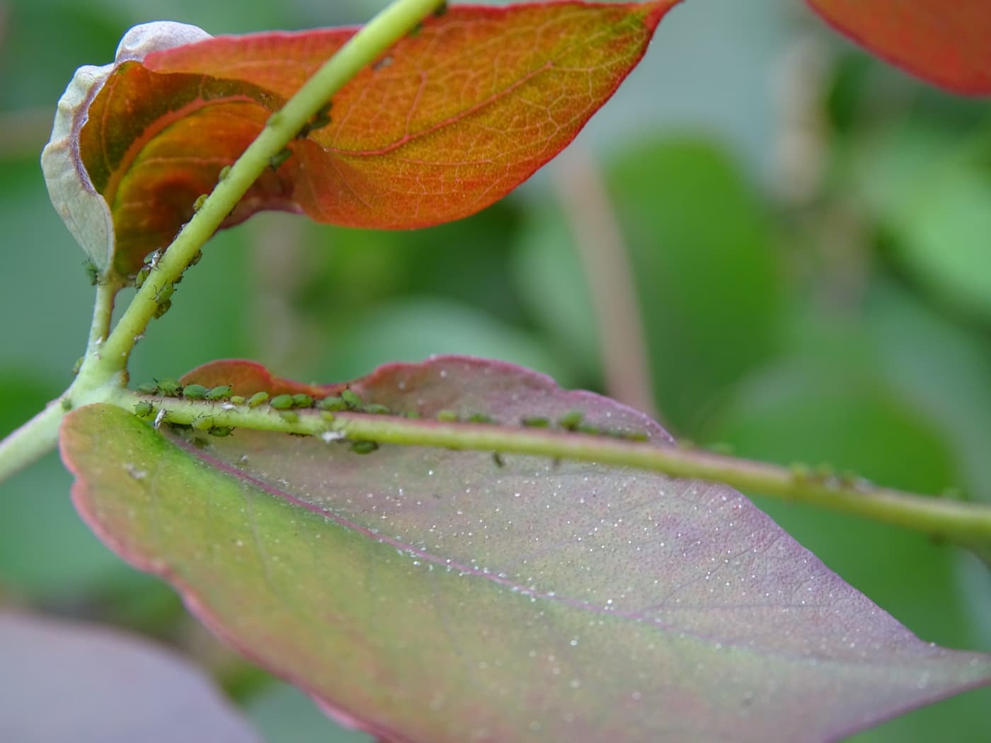 Cotton-melon aphid/ Aphis gossypii