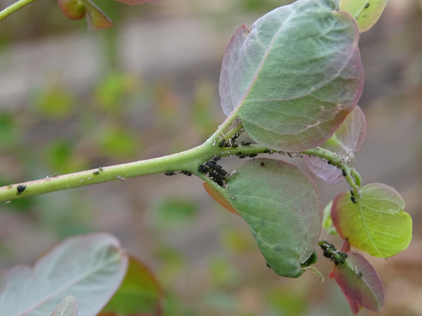 Cotton-melon aphid/ Aphis gossypii