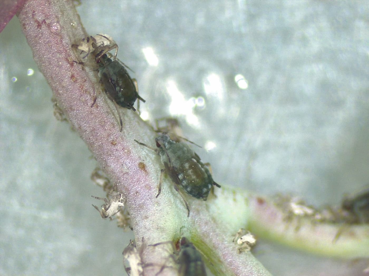 Cotton-melon aphid/ Aphis gossypii