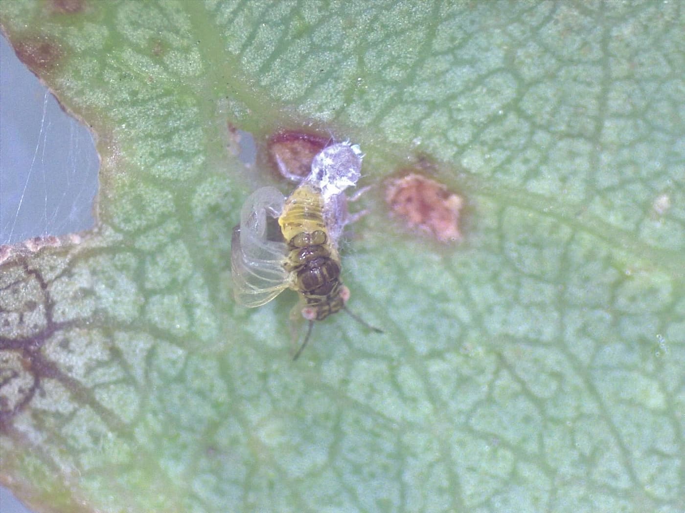 Eucalyptus shoot psyllid/ Blastopsylla occidentalis