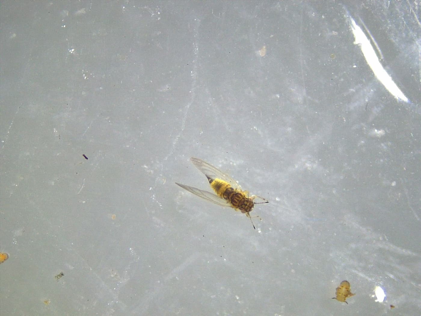 Eucalyptus shoot psyllid/ Blastopsylla occidentalis
