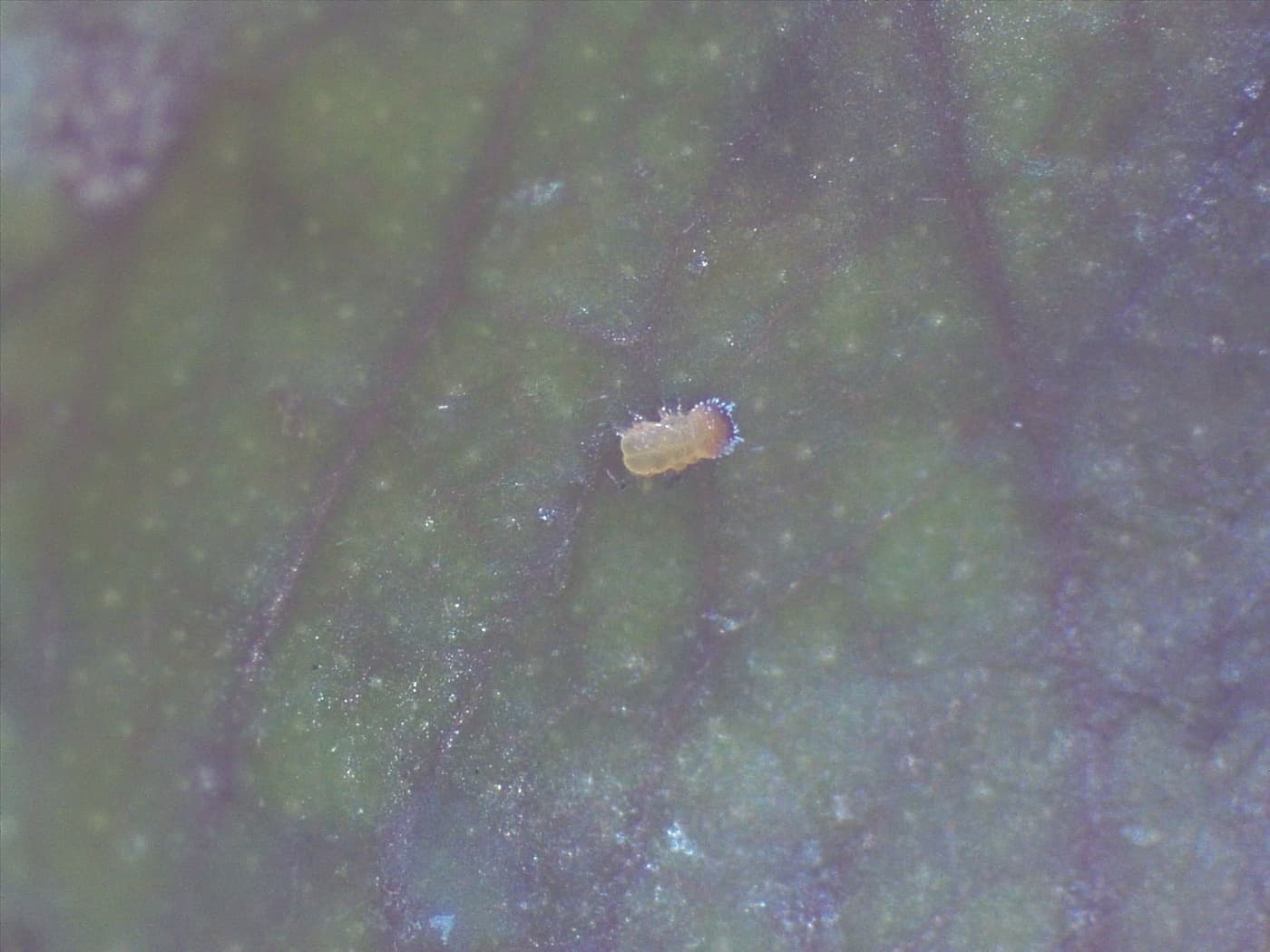 Eucalyptus shoot psyllid/ Blastopsylla occidentalis