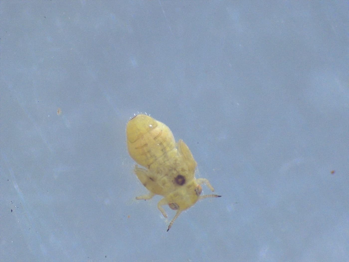 Eucalyptus shoot psyllid/ Blastopsylla occidentalis