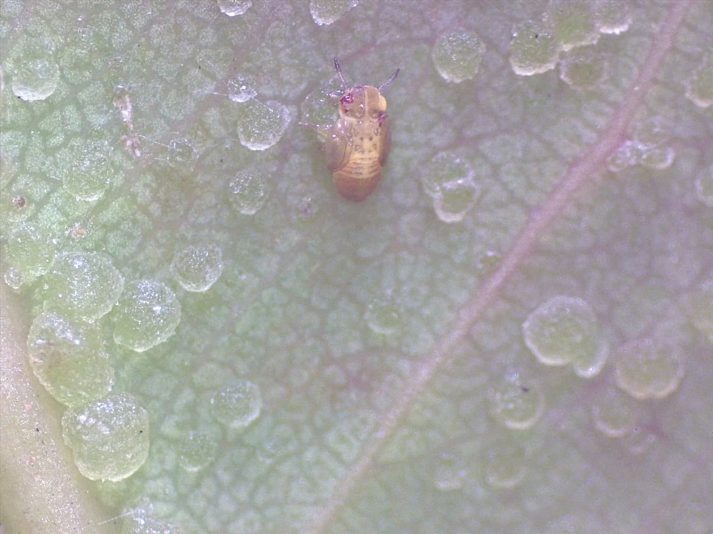 Blue gum psyllid/ Ctenarytaina eucalypti