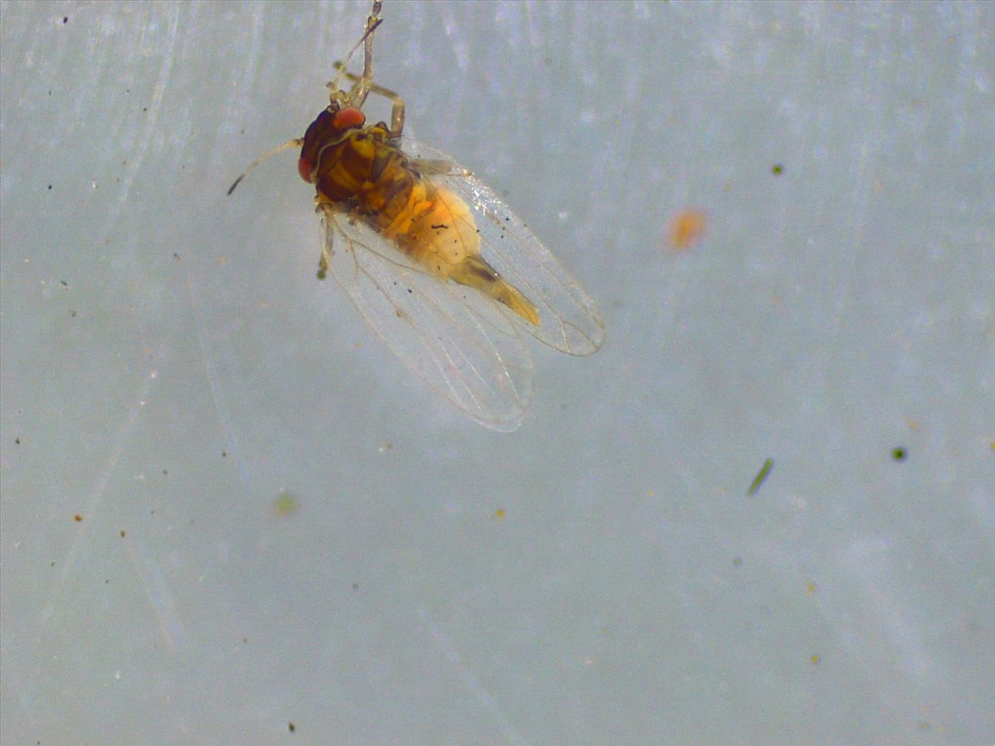 Blue gum psyllid/ Ctenarytaina eucalypti