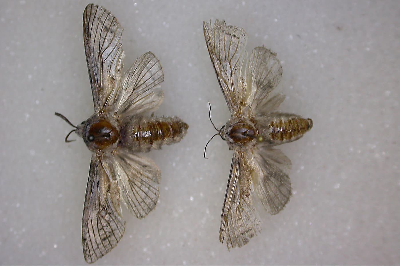 Eucalyptus cossid moth / Coryphodema trisitis