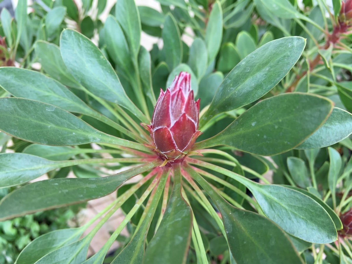 African Plant Systems Biology for the Bioeconomy research group