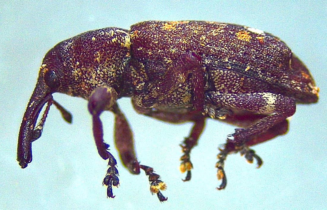 Pine Weevil / Pissodes sp.