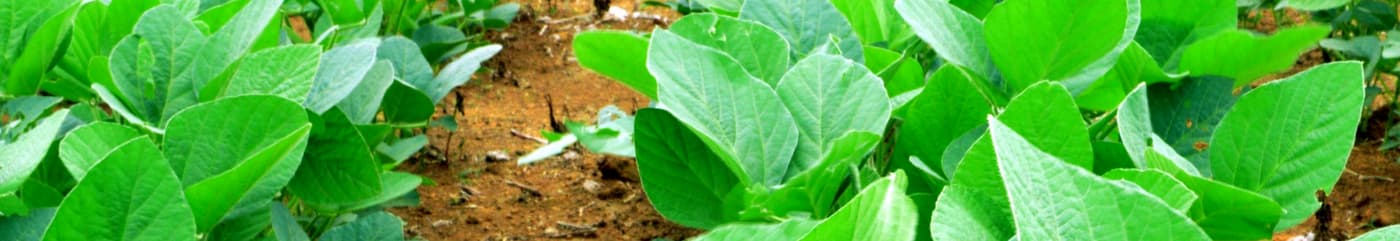 Artificial Intelligence in Farming research group